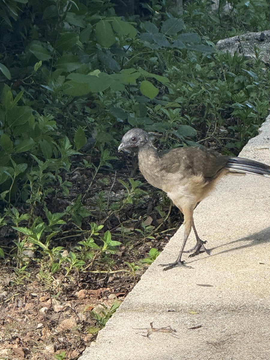 Plain Chachalaca - ML642509920