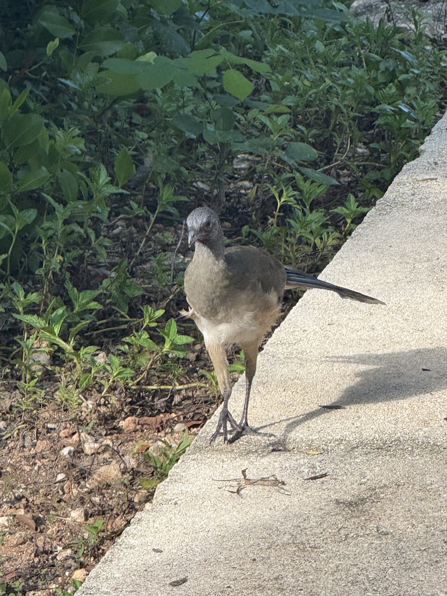 Plain Chachalaca - ML642509921