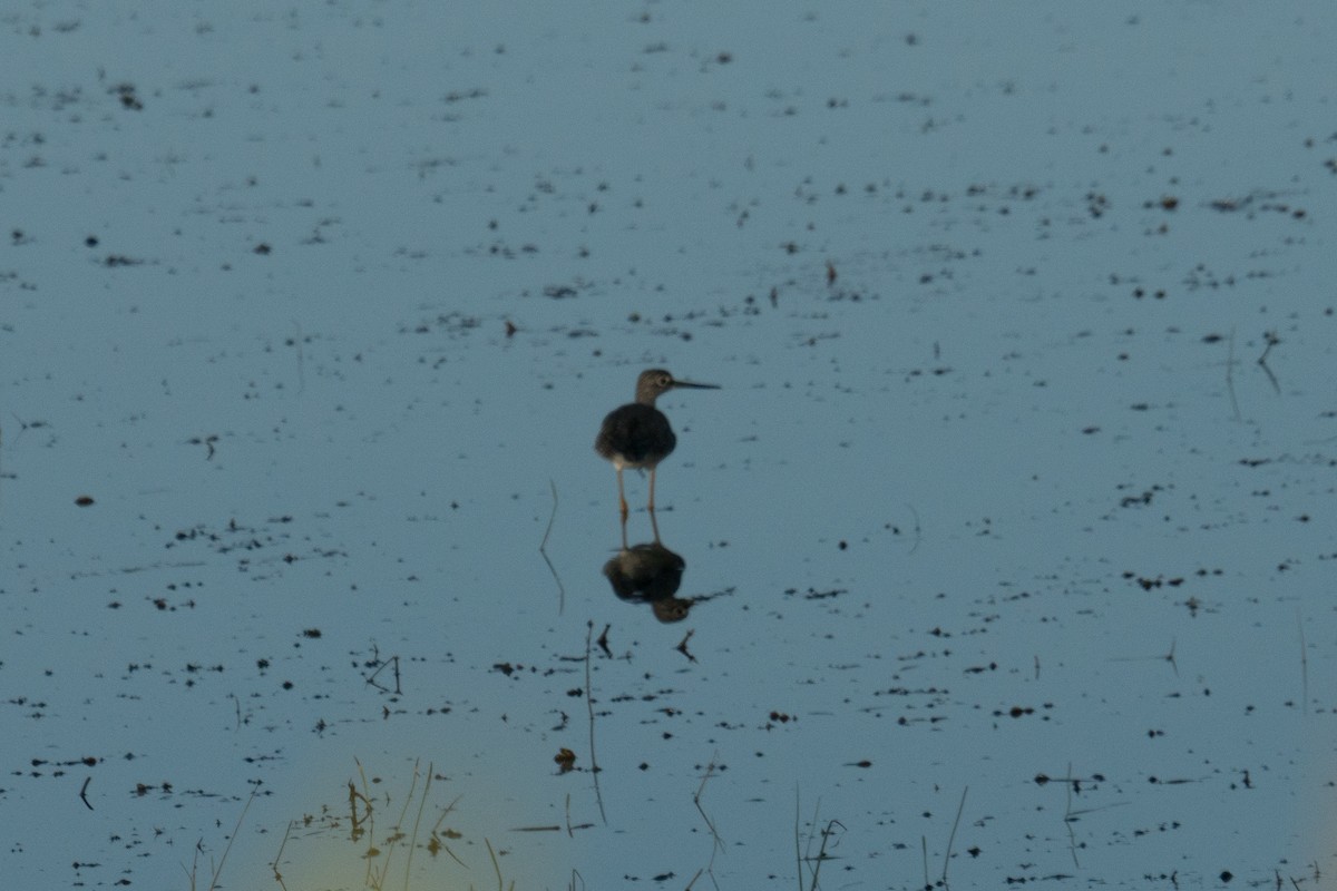 Greater Yellowlegs - ML642509922