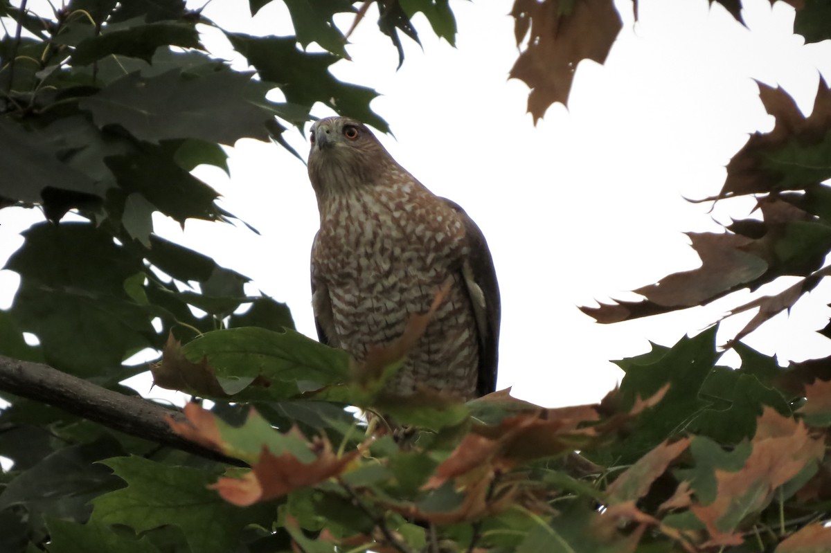 Cooper's Hawk - ML642509998