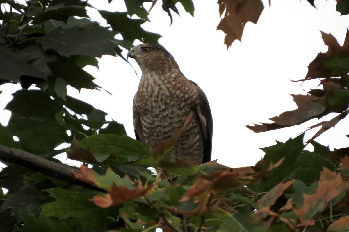Cooper's Hawk - ML642509999