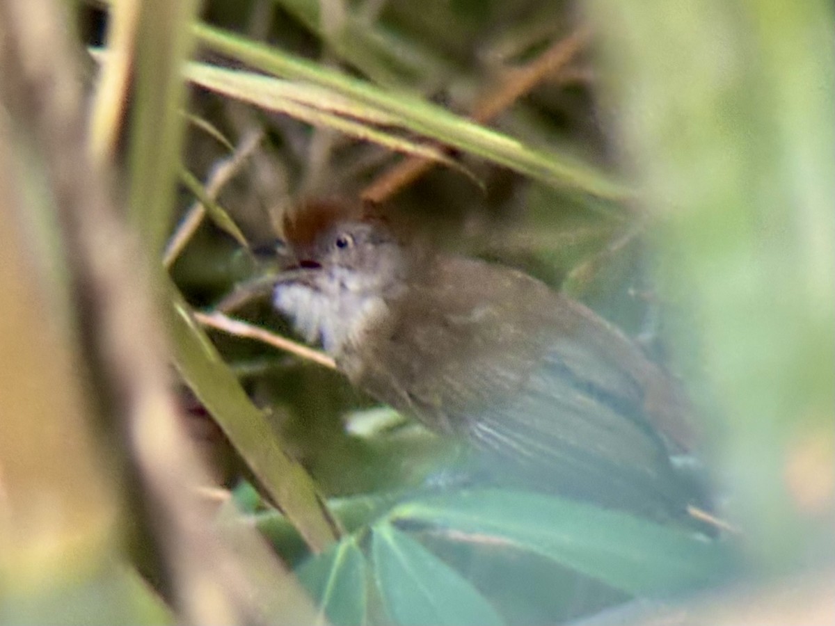 Palawan Babbler - ML642510005