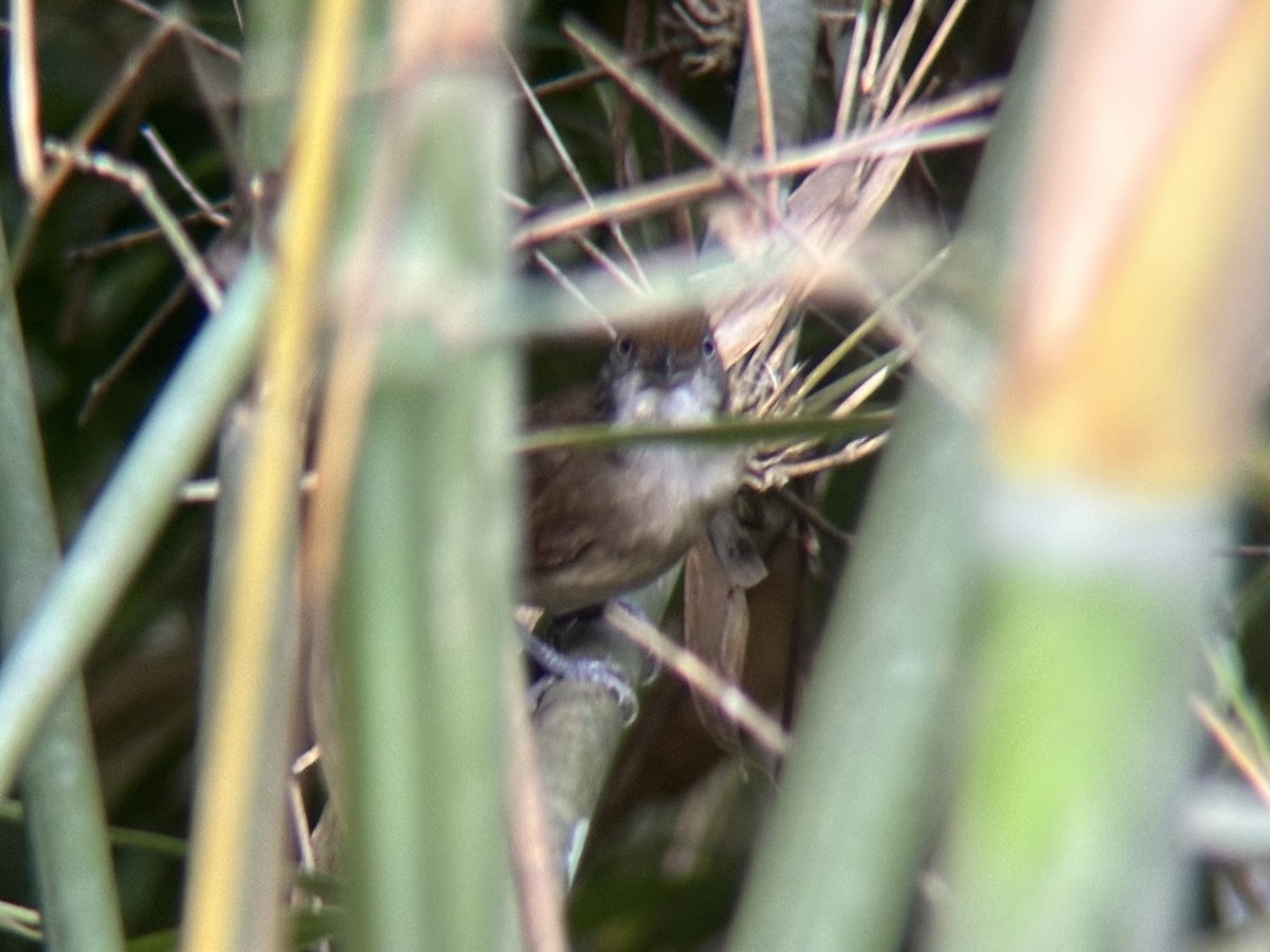 Palawan Babbler - ML642510006