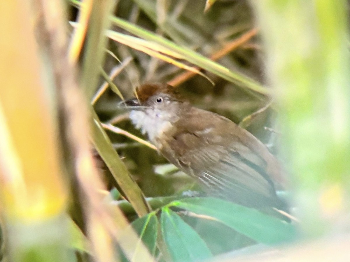 Palawan Babbler - ML642510007