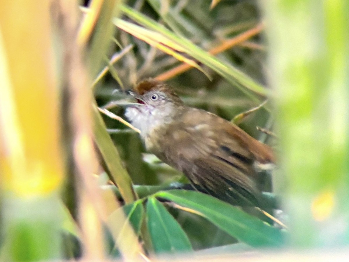 Palawan Babbler - ML642510008