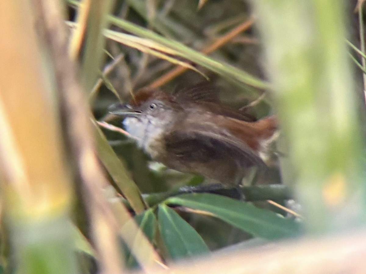 Palawan Babbler - ML642510009