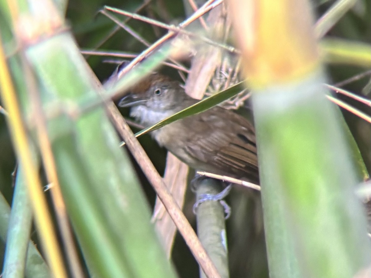Palawan Babbler - ML642510011