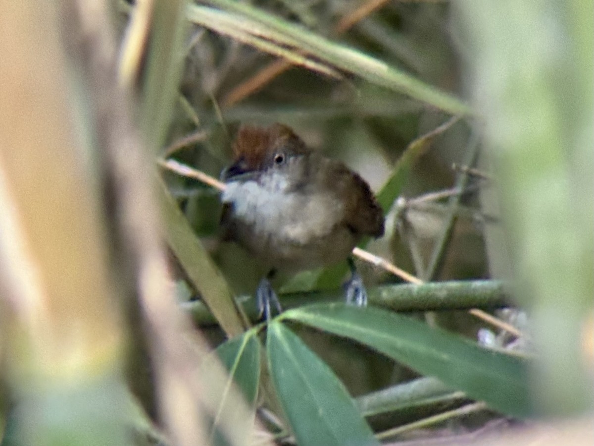 Palawan Babbler - ML642510012