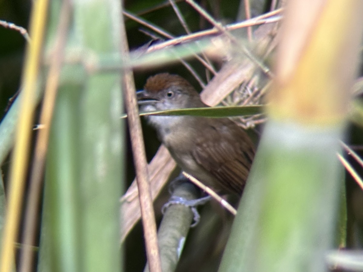 Palawan Babbler - ML642510013