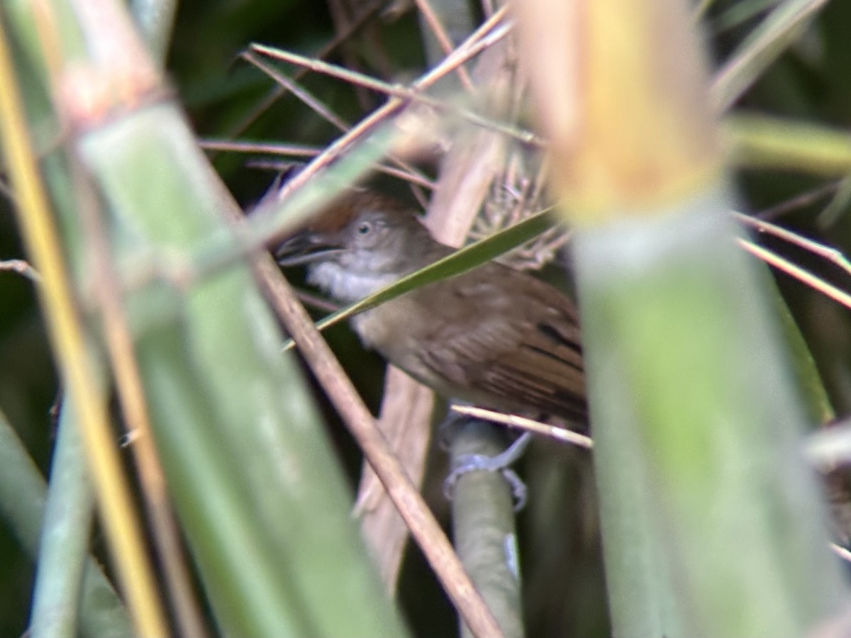 Palawan Babbler - ML642510014