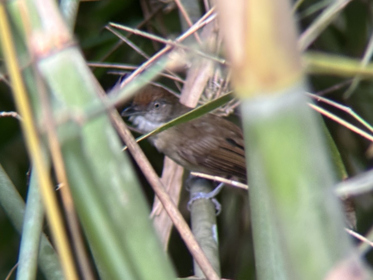 Palawan Babbler - ML642510015