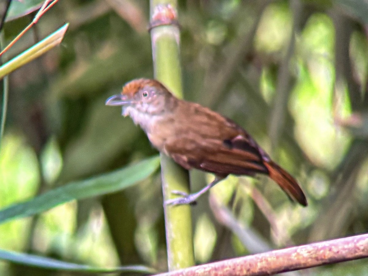 Palawan Babbler - ML642510016