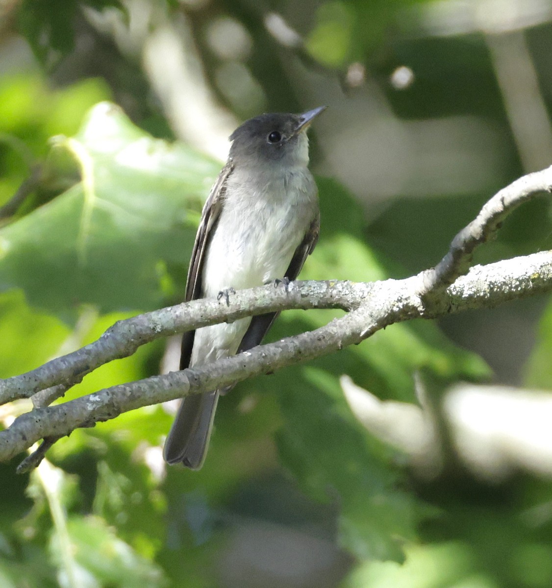 Eastern Wood-Pewee - ML642510021