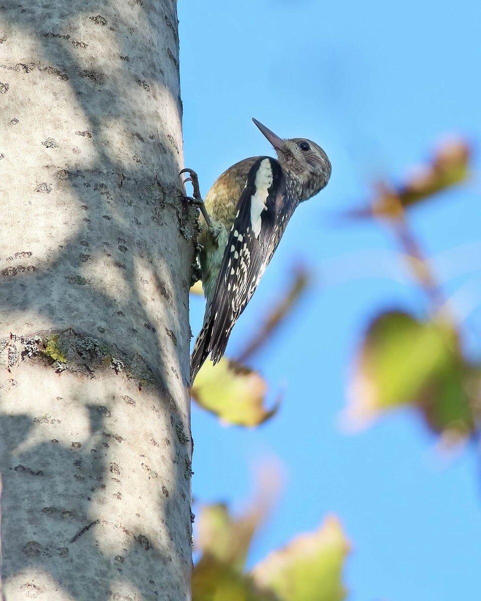 Yellow-bellied Sapsucker - ML642510023