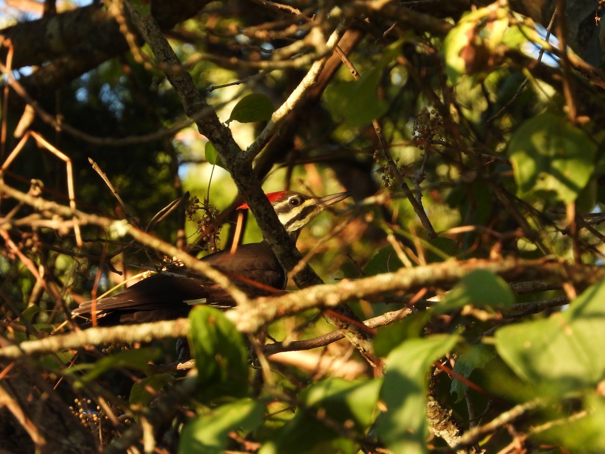 Pileated Woodpecker - ML642510024
