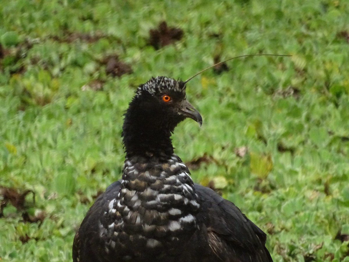 Oihulari adarduna - ML642510027