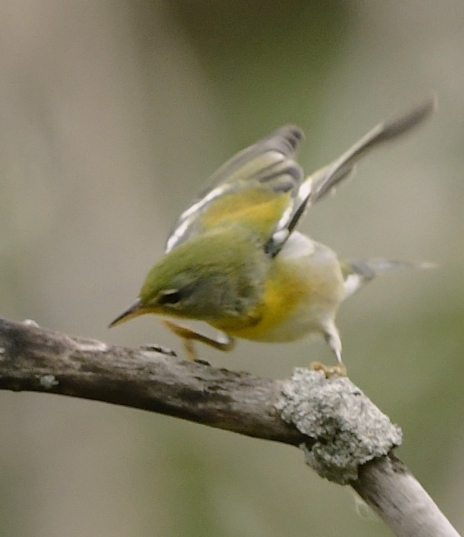Northern Parula - ML642510030