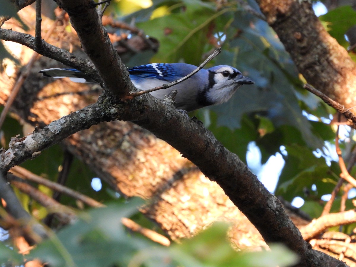 Blue Jay - ML642510034