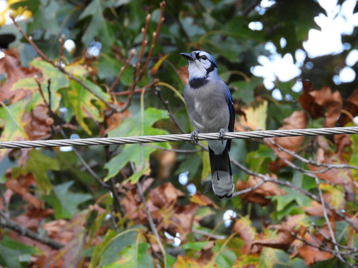 Blue Jay - ML642510035