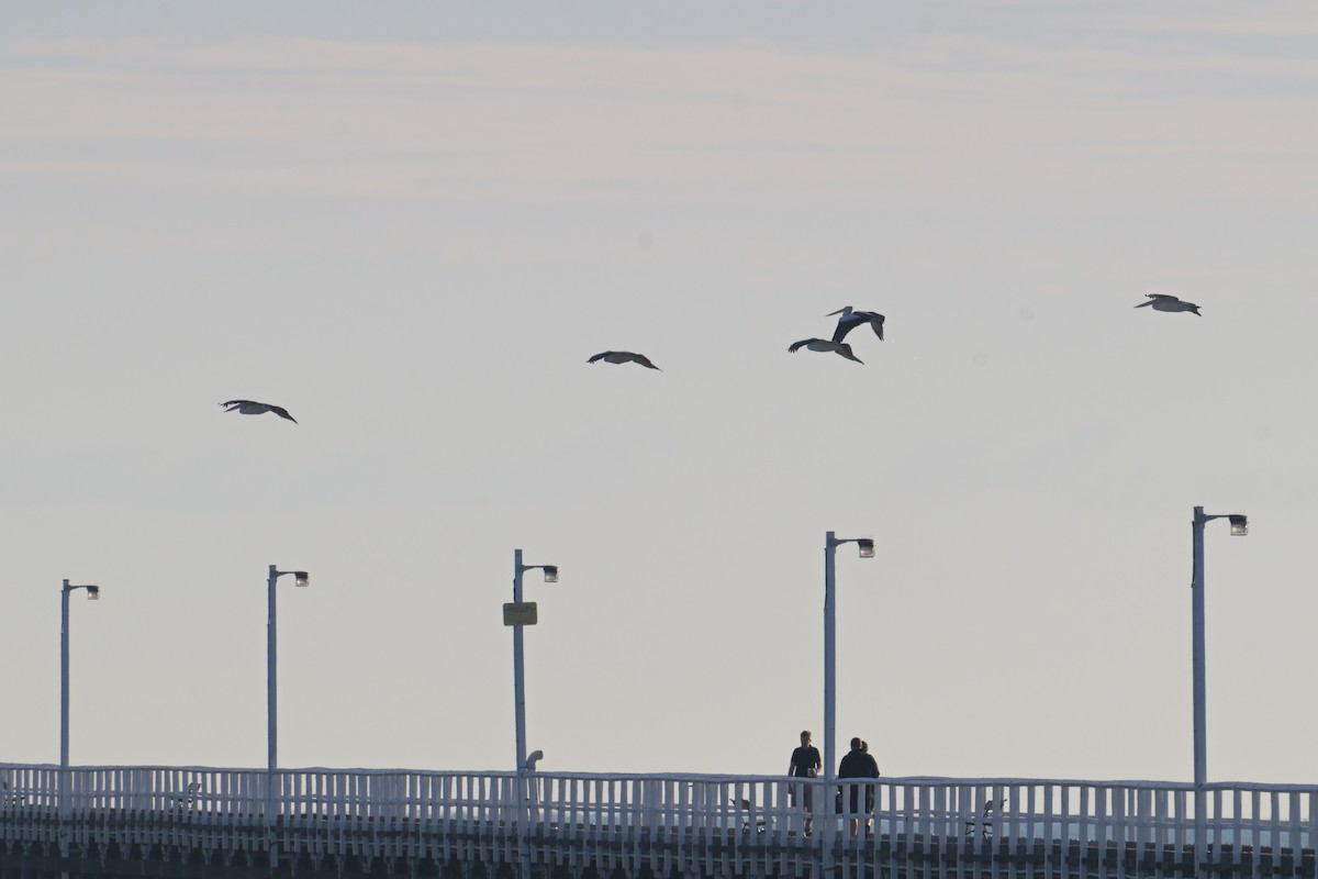Australian Pelican - ML642510037