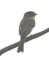 new world flycatcher sp. - ML642510046