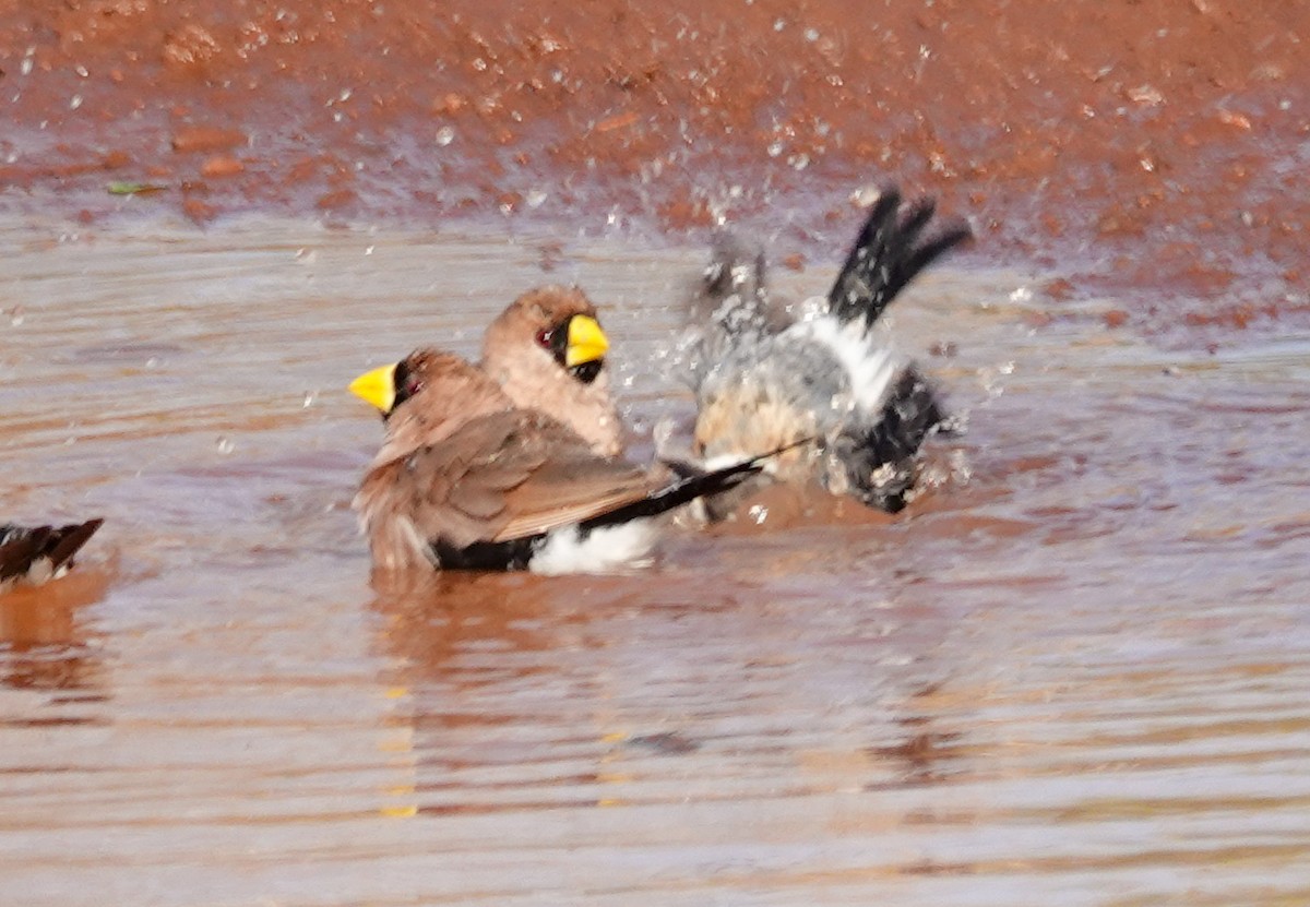 Masked Finch - ML642510084