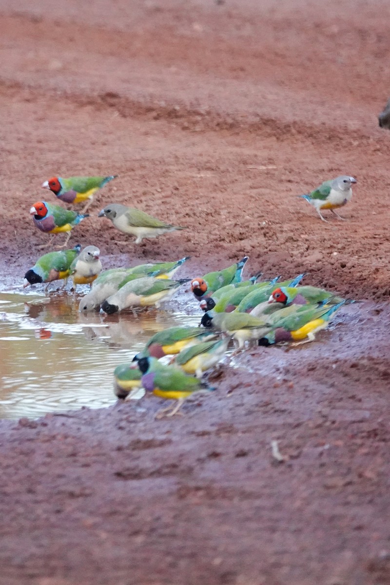 Gouldian Finch - ML642510103
