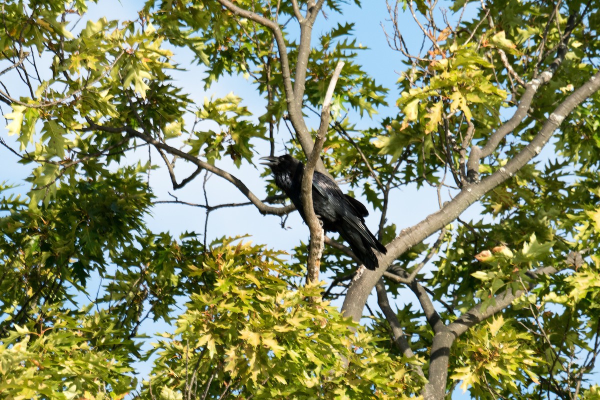 Common Raven - ML642510104