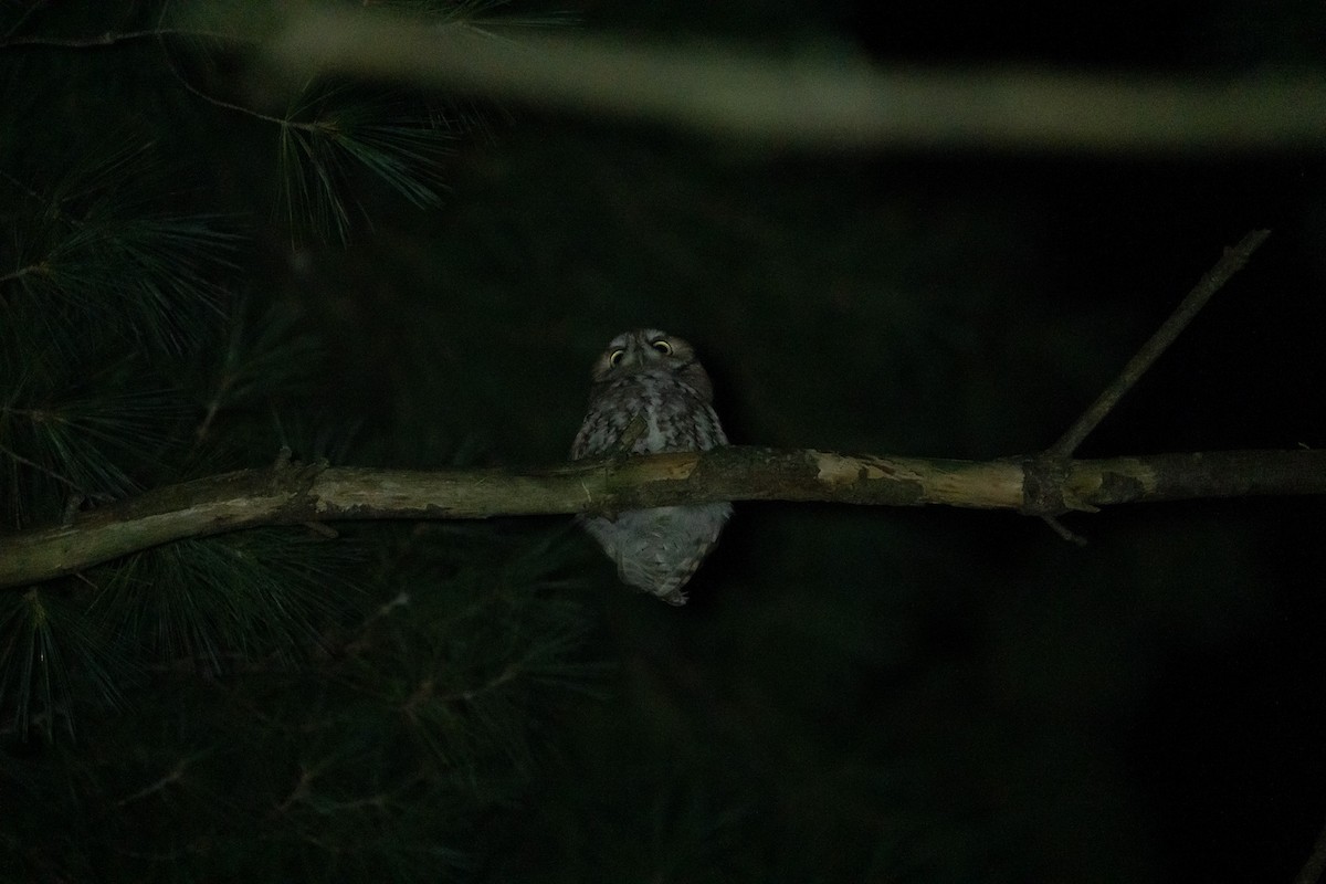 Eastern Screech-Owl - ML642510166