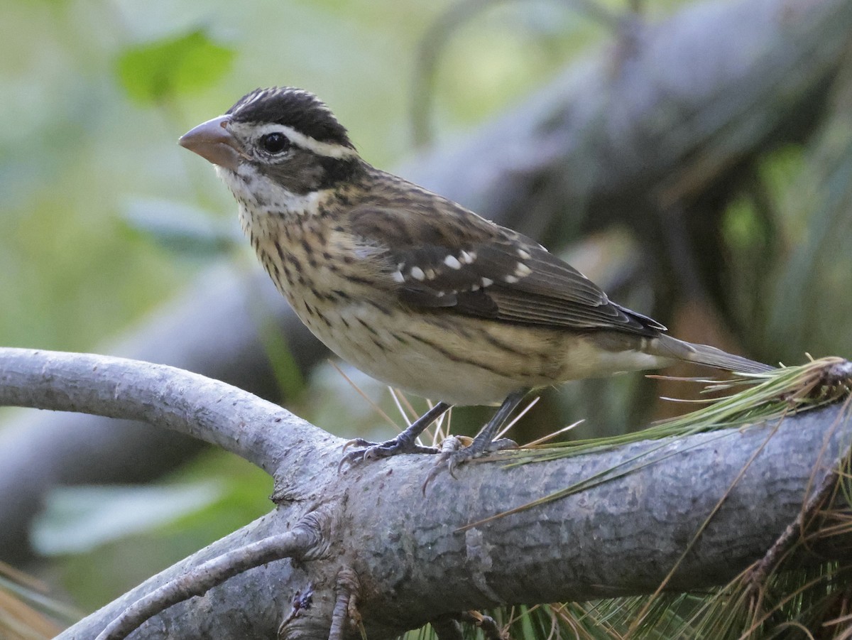 Rose-breasted Grosbeak - Julie Frost
