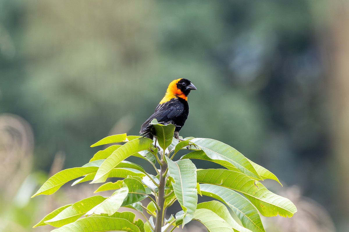 Black Bishop - ML642510196