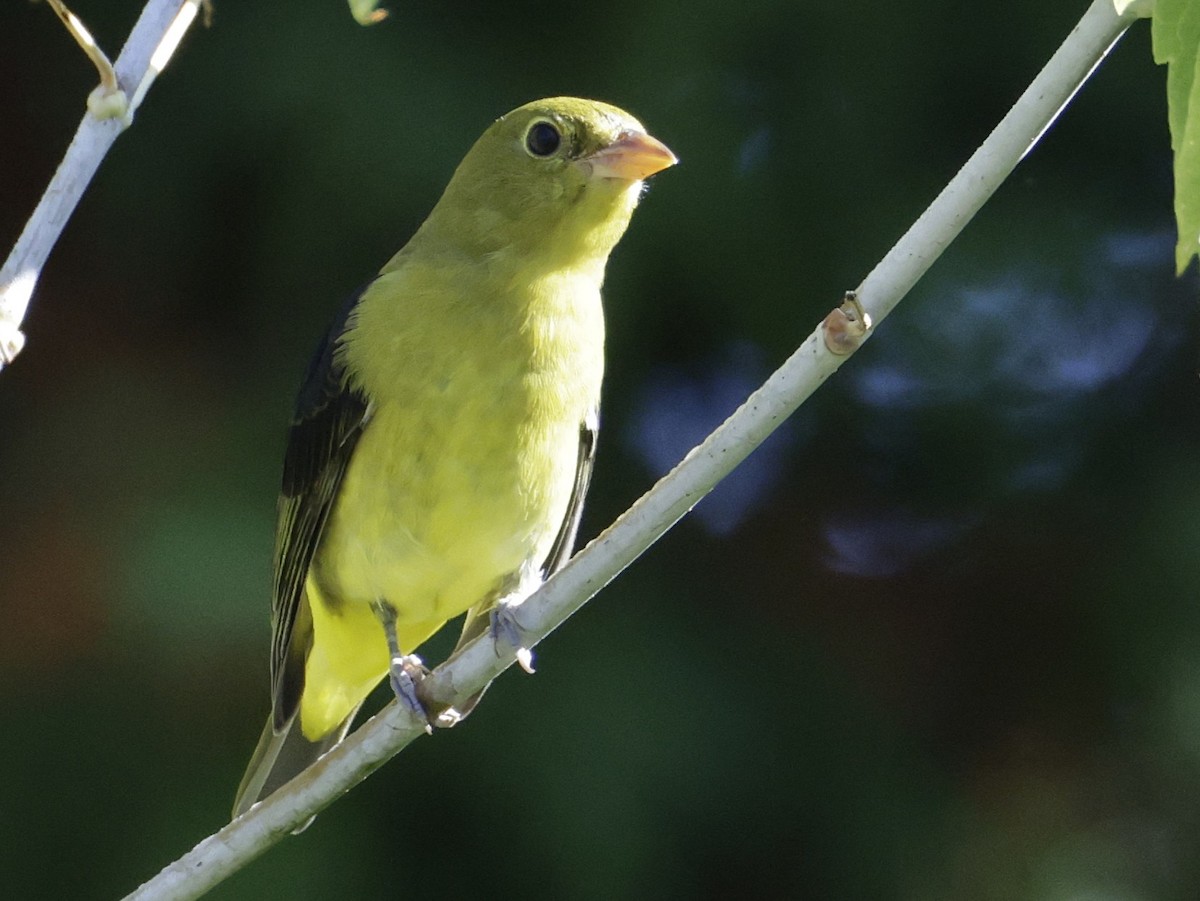 Scarlet Tanager - ML642510220