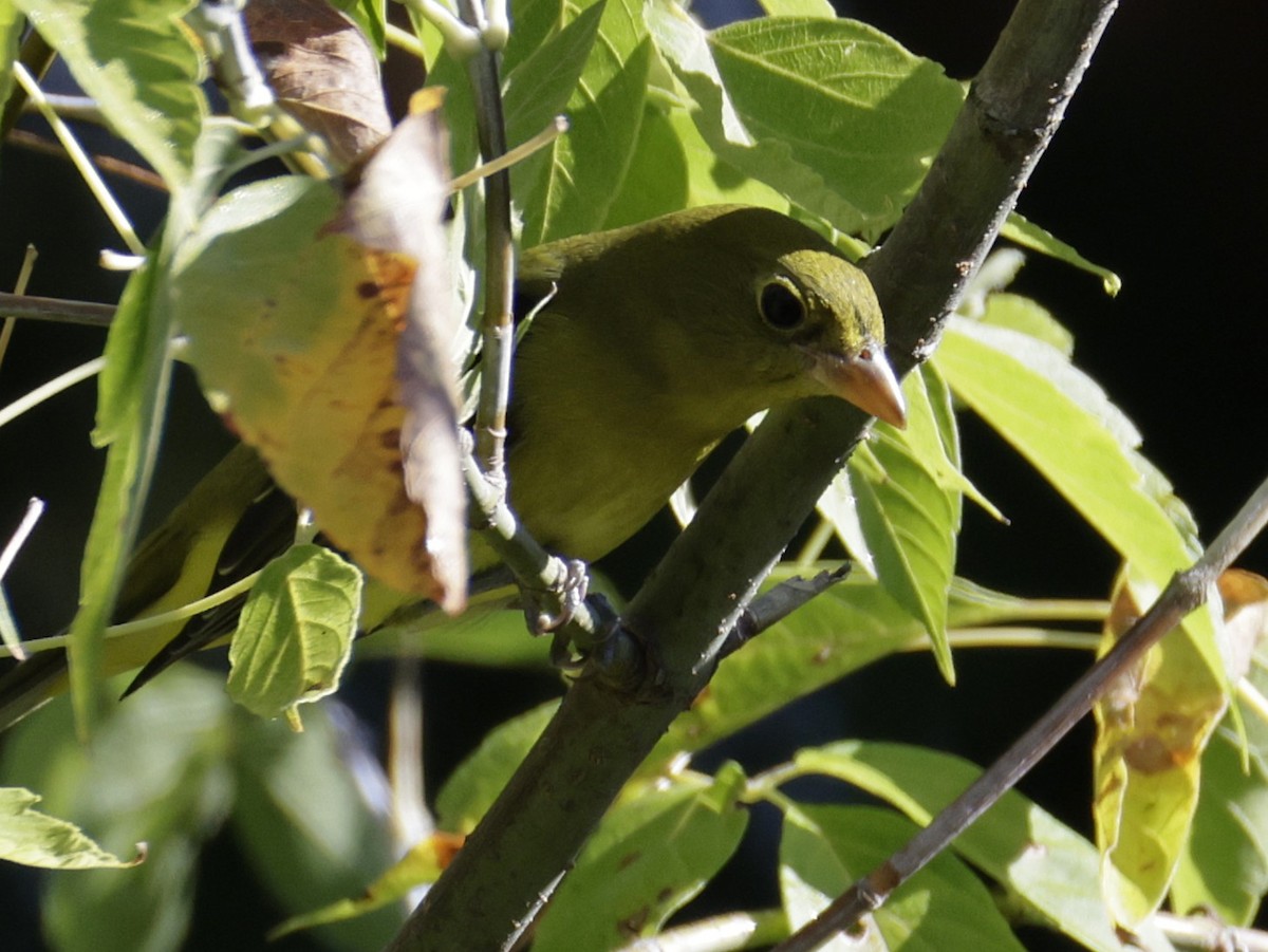 Scarlet Tanager - ML642510221