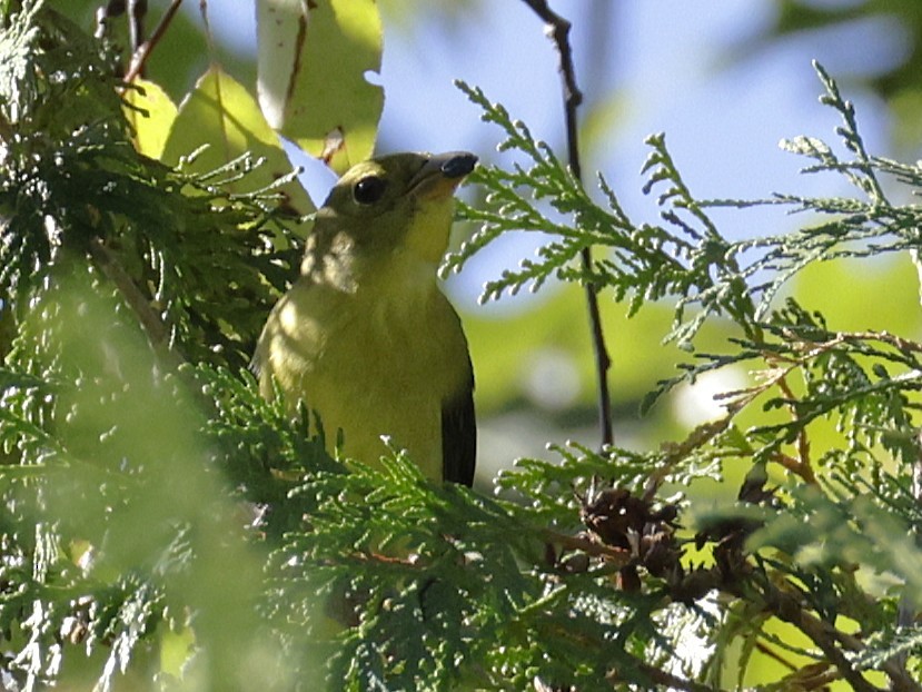 Scarlet Tanager - ML642510222