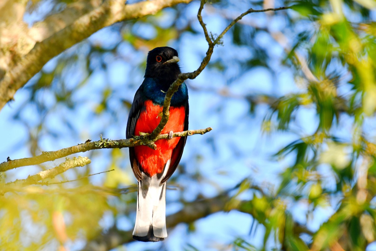 Surucua Trogon - ML642510230