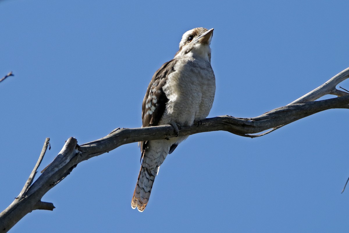 Laughing Kookaburra - ML642510266