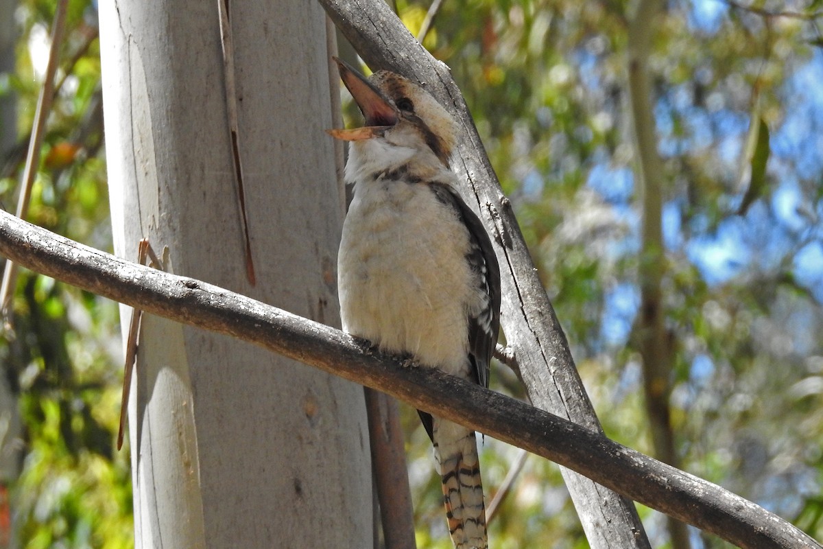 Laughing Kookaburra - ML642510267