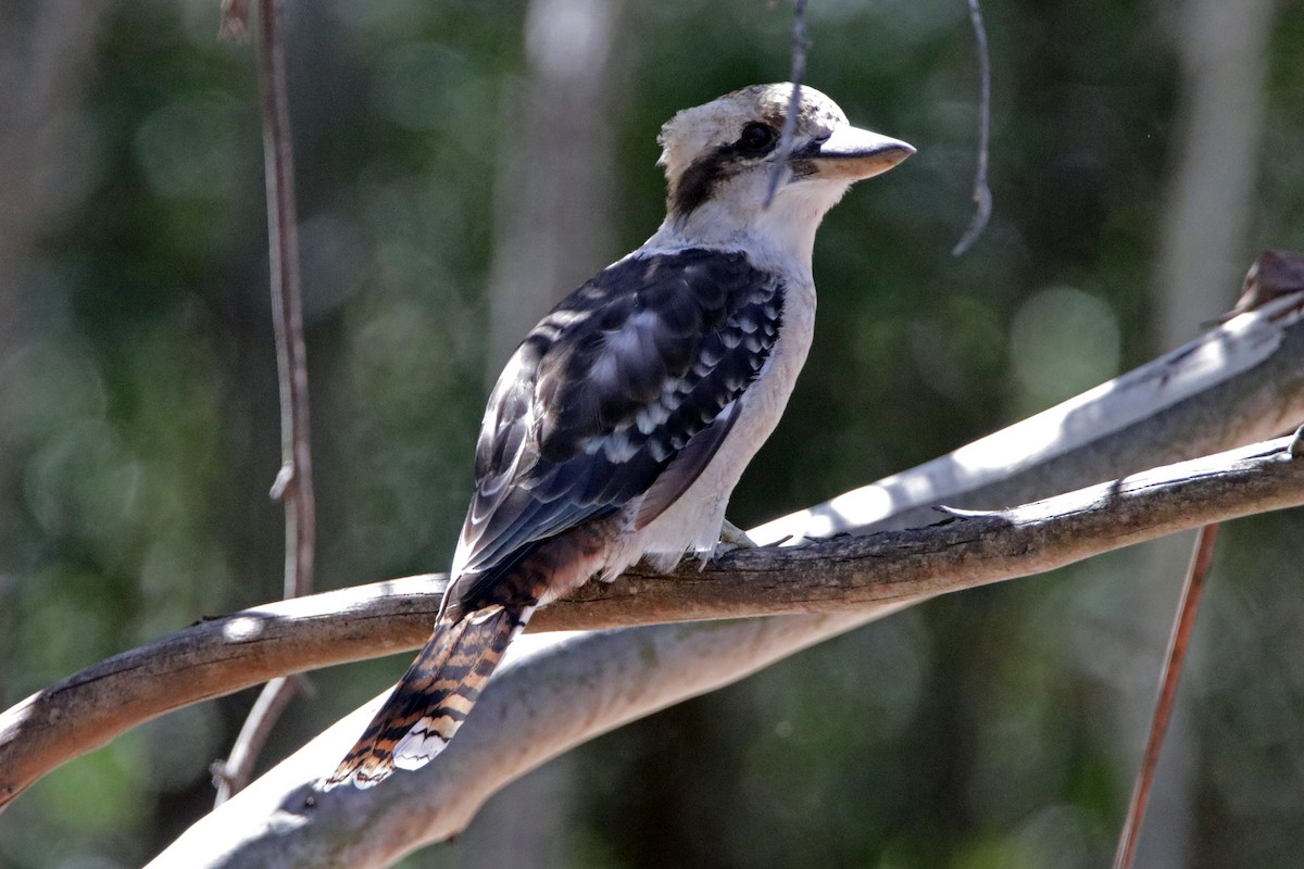 Laughing Kookaburra - ML642510268