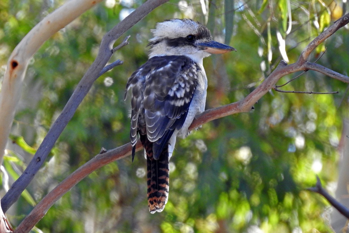 Laughing Kookaburra - ML642510269