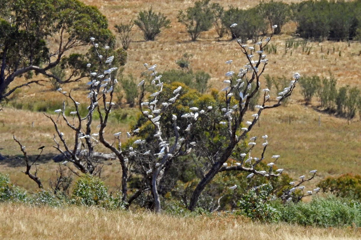 Sulphur-crested Cockatoo - ML642510278