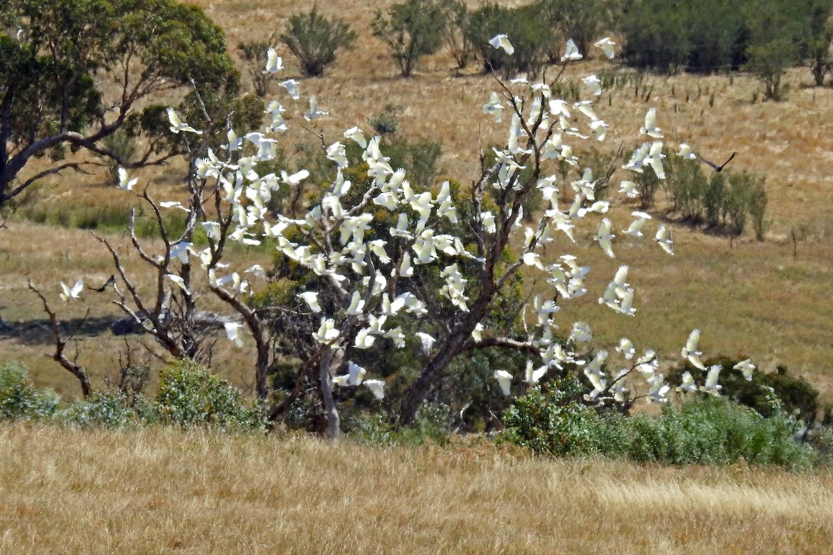 Sulphur-crested Cockatoo - ML642510279