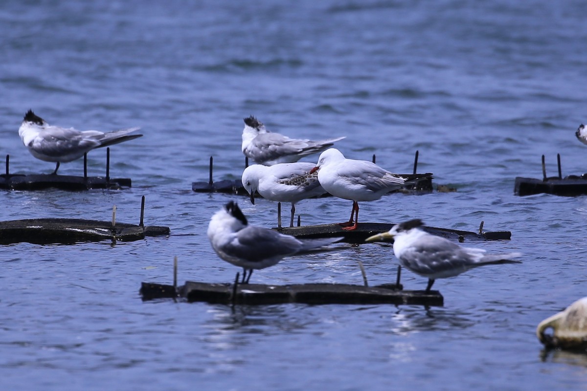 Silver Gull (Silver) - ML642510283