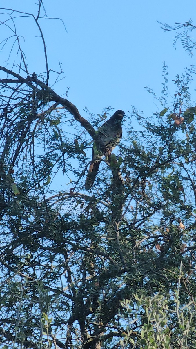 Brown Jay - ML642510284