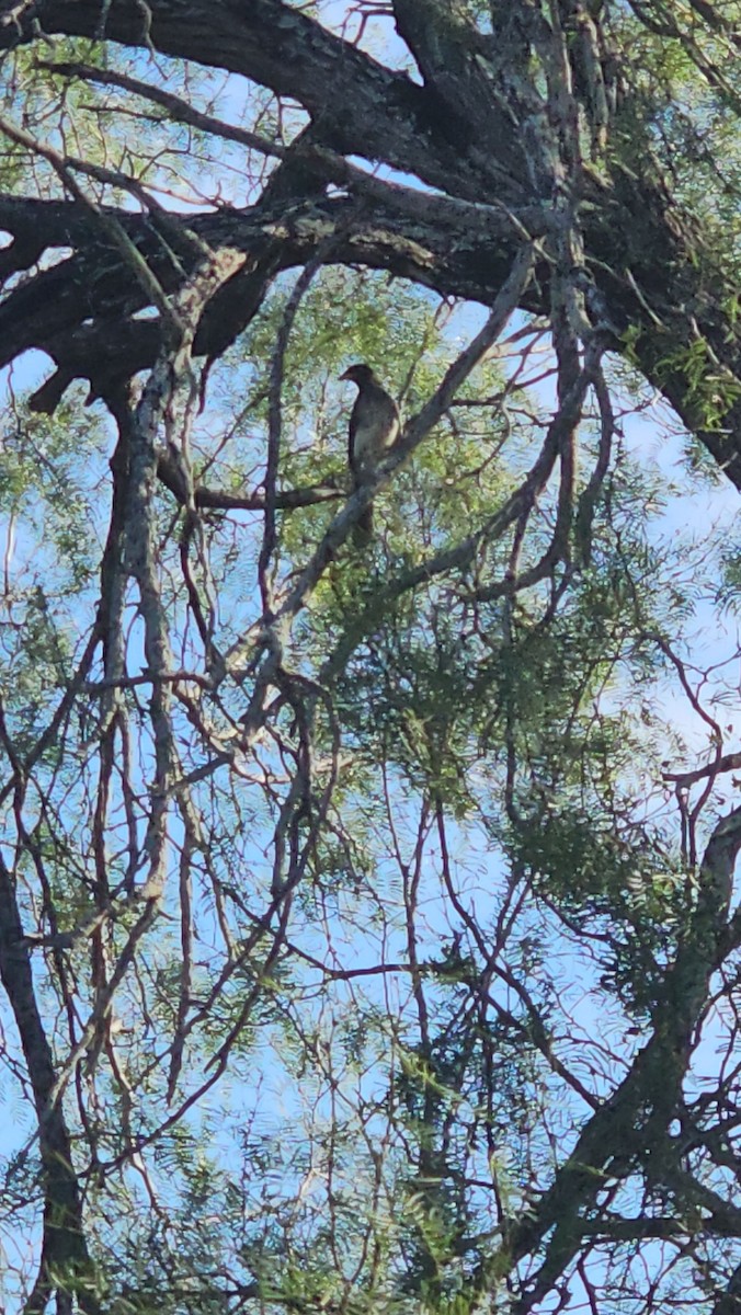 Brown Jay - ML642510285