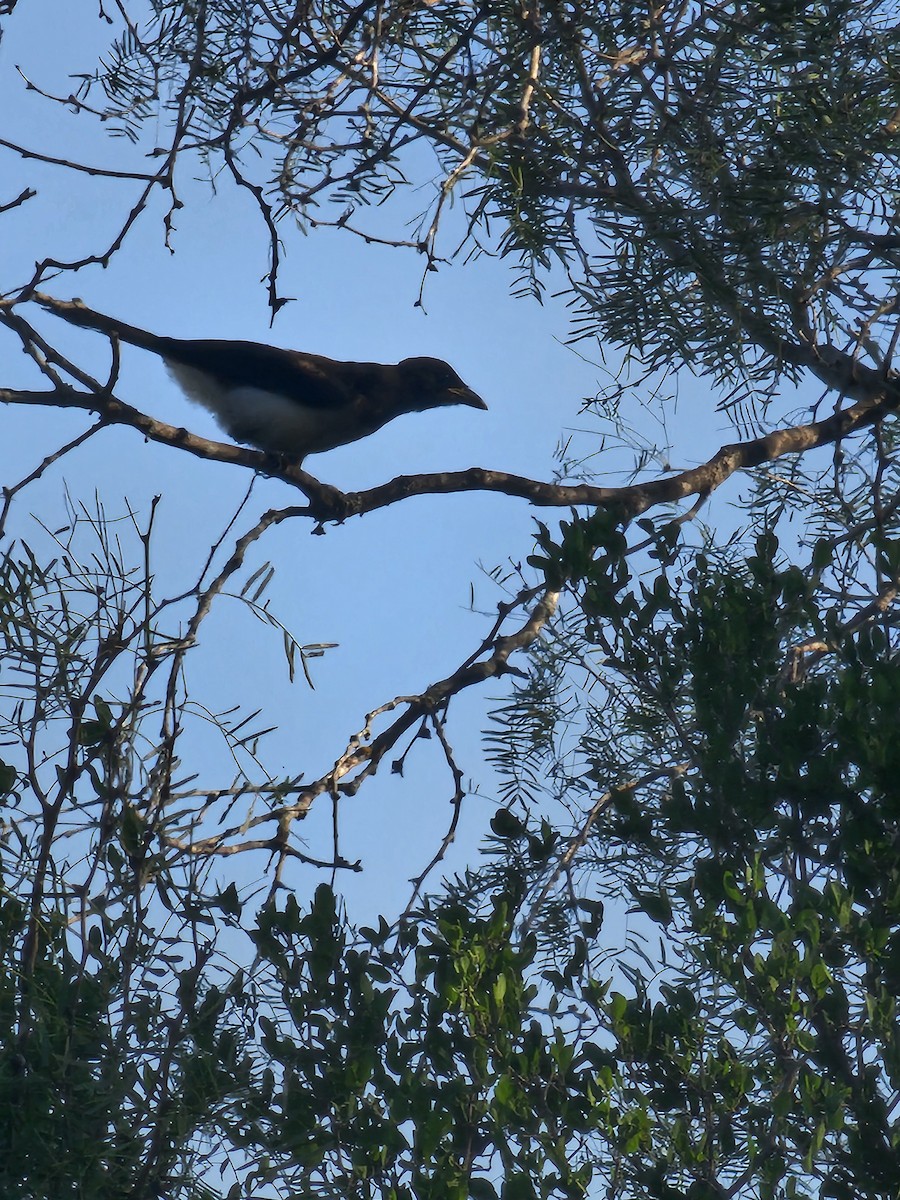 Brown Jay - ML642510286