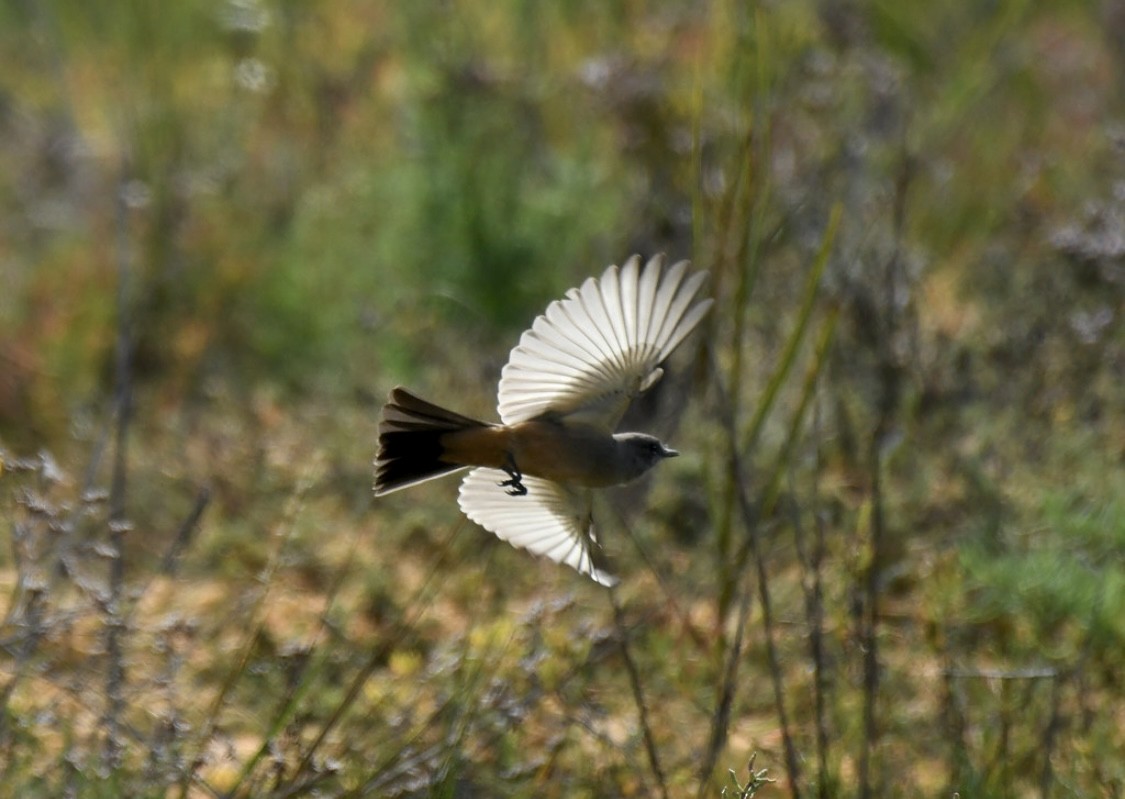 Say's Phoebe - ML642510320