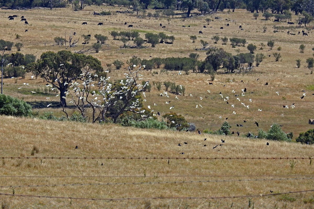 Australian Raven - ML642510321