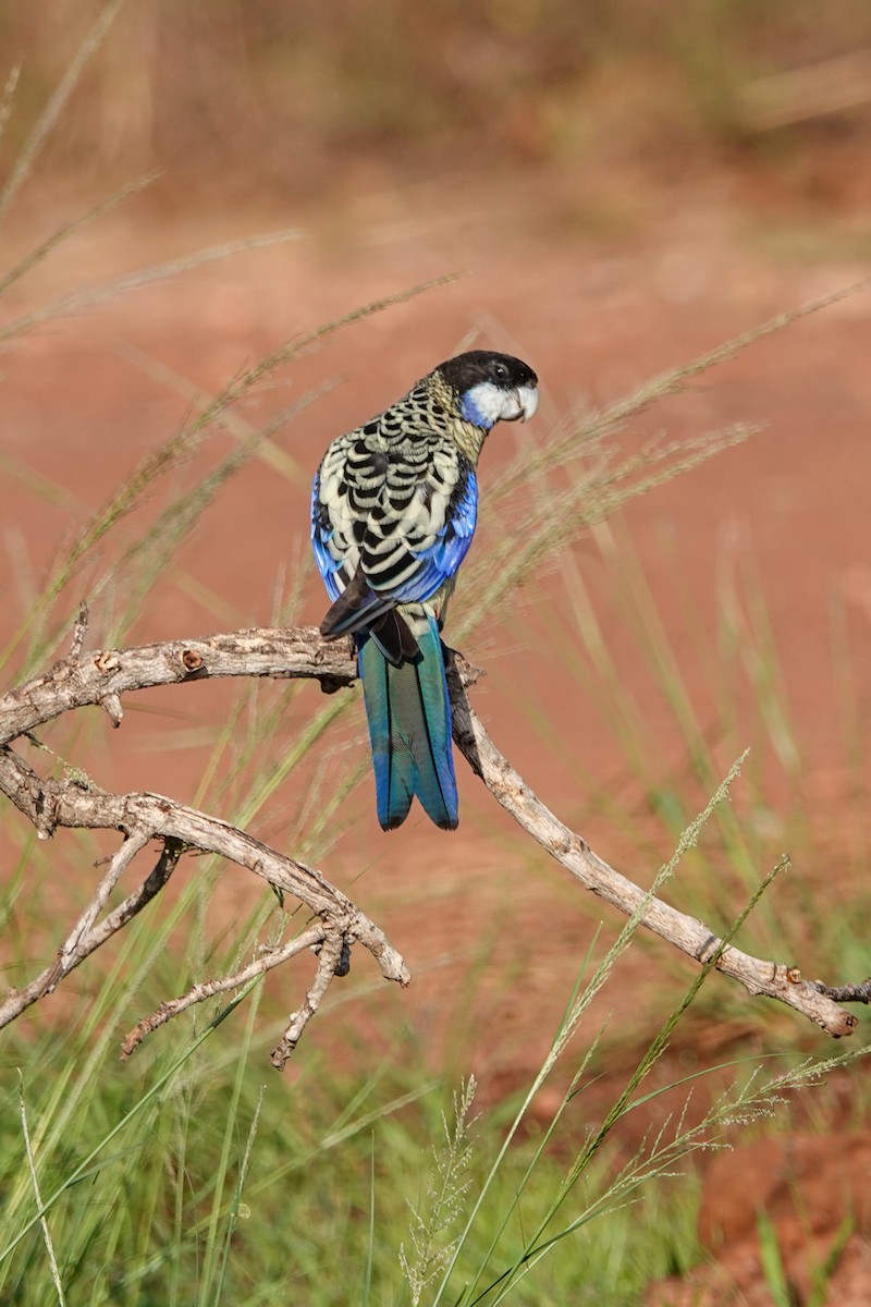 Northern Rosella - ML642510330