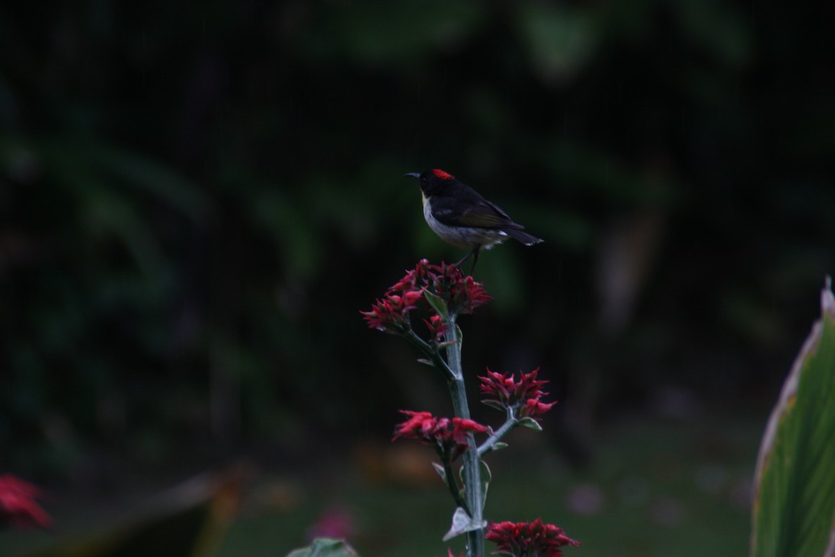 Sulphur-breasted Myzomela - ML642510355