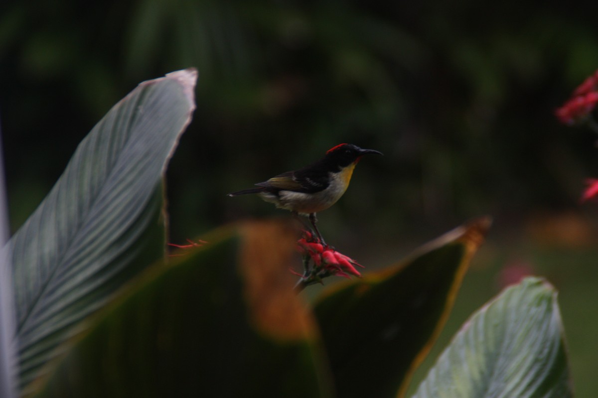 Sulphur-breasted Myzomela - ML642510357